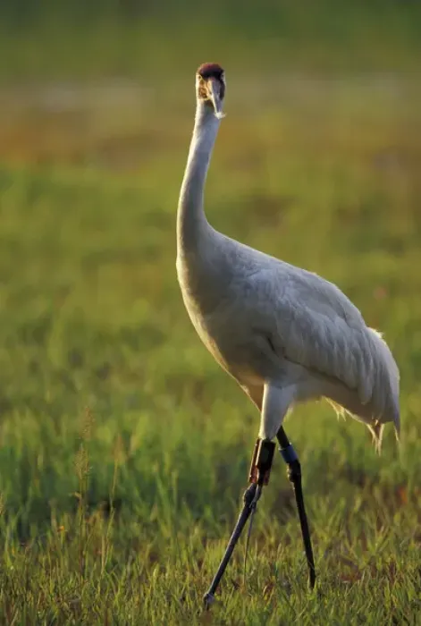 Framed Print : NA, USA, Florida, Central Florida 4-year-old male Whooping crane (Grus americana) Framed Print : NA, USA, Florida, Central Florida 4-year-old male Whooping crane (Grus americana)