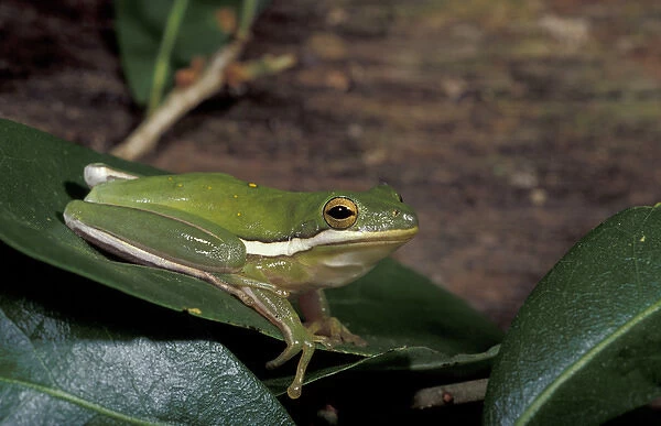 NA, USA, Florida, central Florida Green tree frog (Hyla cinerea)