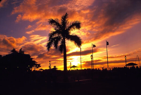 NA, USA, Florida, Florida Keys, Key West, Sunset Mallory Square with Palm Tree