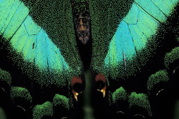 NA, USA, Florida, Ft. Lauderdale, Butterfly World Emerald swallowtail