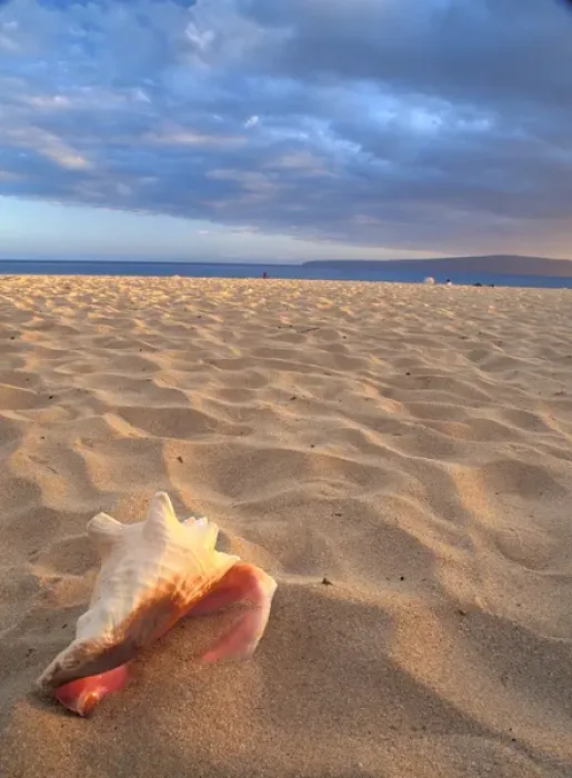 Framed Print : NA, USA, Hawaii, southern Maui, conch shell on dry sand