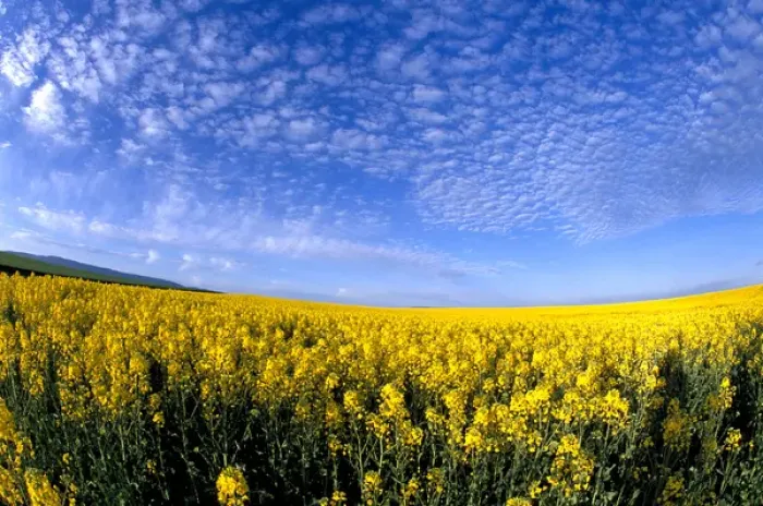 Framed Print : Na, USA, ID, Grangeville, Field of Canola Crop