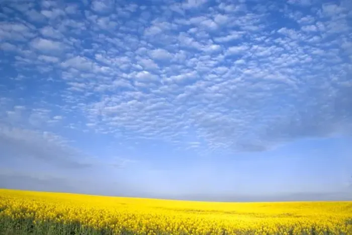 Framed Print : Na, USA, ID, Grangeville, Field of Canola Crop Framed Print : Na, USA, ID, Grangeville, Field of Canola Crop