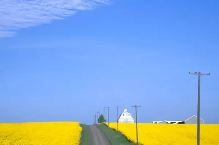 Framed Print : Na, USA, ID, Grangeville, Road Runnig ThroughCanola Field with Gray Barn Framed Print : Na, USA, ID, Grangeville, Road Runnig ThroughCanola Field with Gray Barn