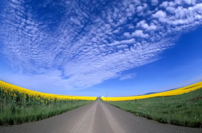Framed Print : Na, USA, ID, Grangeville, Road Running through Canola Fields Framed Print : Na, USA, ID, Grangeville, Road Running through Canola Fields