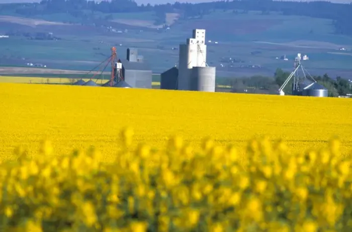 Framed Print : Na, USA, ID, Grangeville, Silo in Field of Canola Crop
