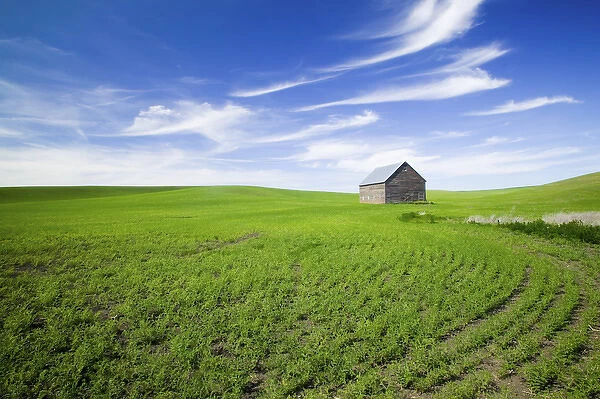 NA, USA, Idaho, Spring Lentil Crop and old Barn with wispy clouds