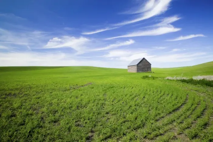 Framed Print : NA, USA, Idaho, Spring Lentil Crop and old Barn with wispy clouds Framed Print : NA, USA, Idaho, Spring Lentil Crop and old Barn with wispy clouds