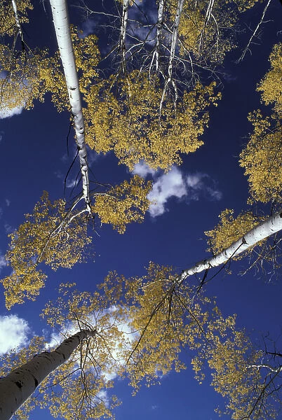 NA, USA, Idaho, Victor. Aspen grove, view from forest floor