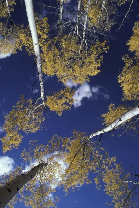 Framed Print : NA, USA, Idaho, Victor. Aspen grove, view from forest floor Framed Print : NA, USA, Idaho, Victor. Aspen grove, view from forest floor