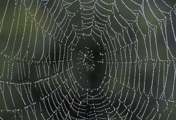 NA, USA, Kentucky, Central Kentucky Dew drops on spiderweb