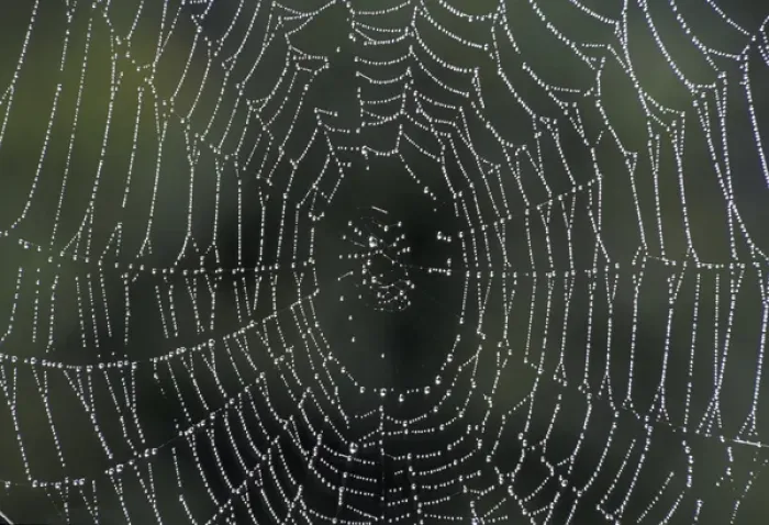 Framed Print : NA, USA, Kentucky, Central Kentucky Dew drops on spiderweb