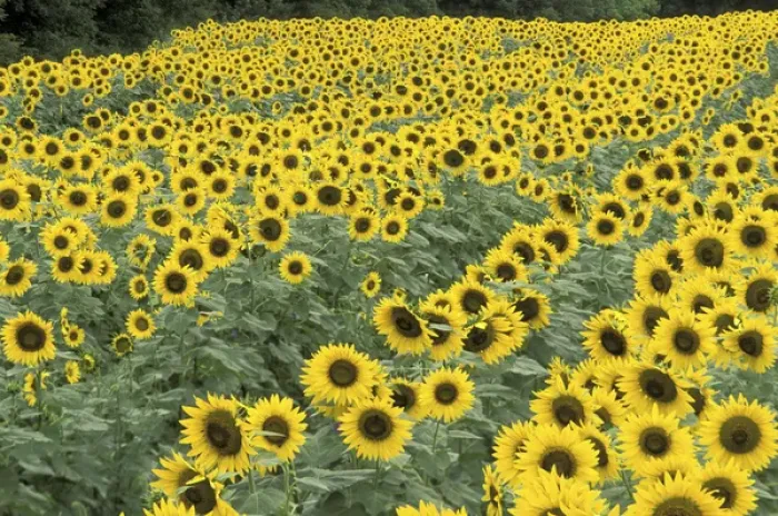 Framed Print : NA, USA, Kentucky, Frankfort Field of sunflowers