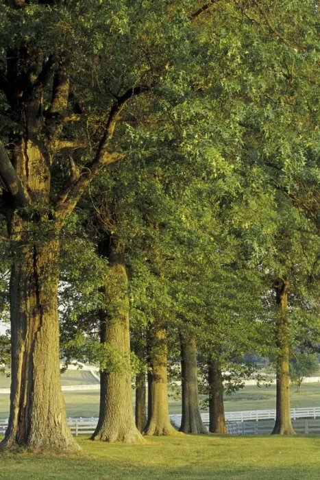 Framed Print : NA, USA, Kentucky, Lexington Row of trees and fences at sunrise, Kentucky Horse Park