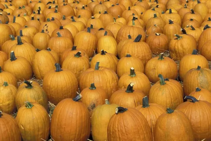 Framed Print : NA, USA, Kentucky, Louisville Harvested pumpkins