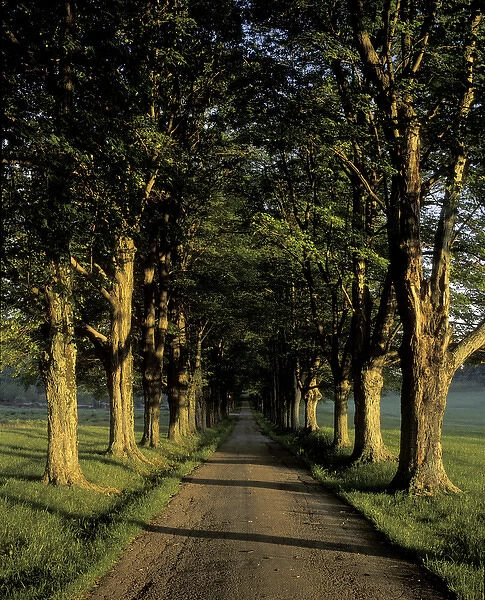 NA, USA, Kentucky, Louisville Roadway lined with stately trees at sunrise