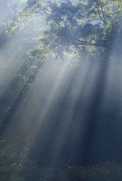 NA, USA, Kentucky, Louisville Sunbeams streaming through tree branches on foggy