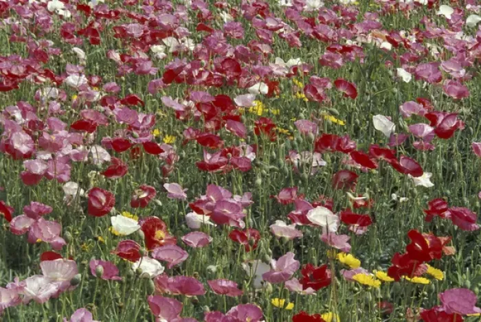 Framed Print : NA, USA, Kentucky, near London Pattern in hybrid poppies Framed Print : NA, USA, Kentucky, near London Pattern in hybrid poppies