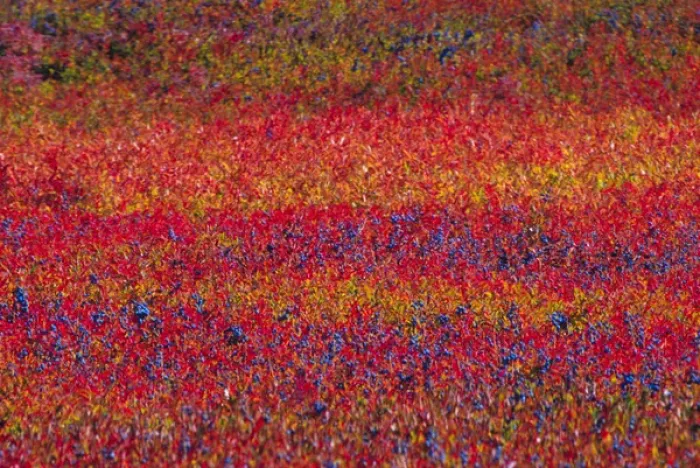 Framed Print : NA, USA, Maine. Blueberry Barrens
