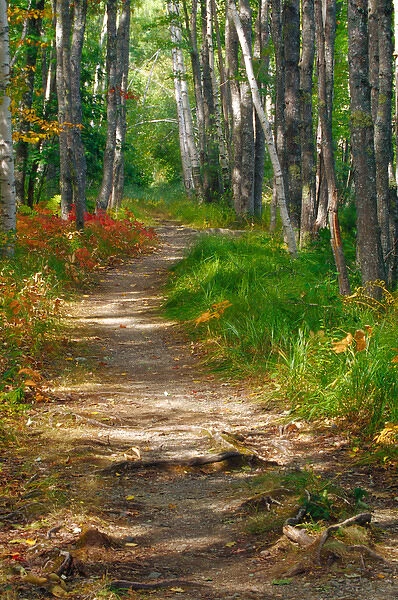 NA, USA, Maine. Jessup trail in Acadia National Park