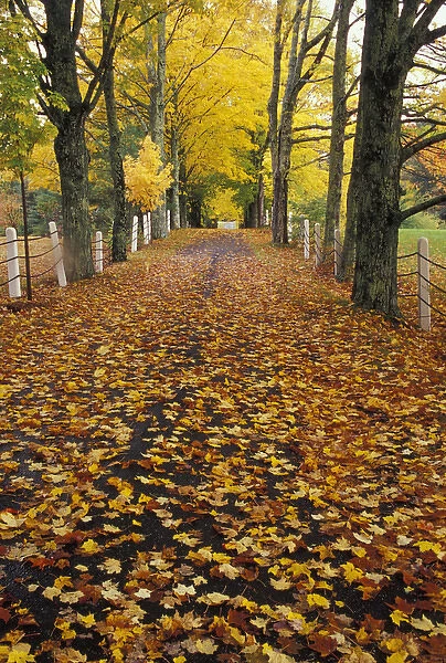 NA, USA, Maine, near Bristol Fallen maple leaves in roadway