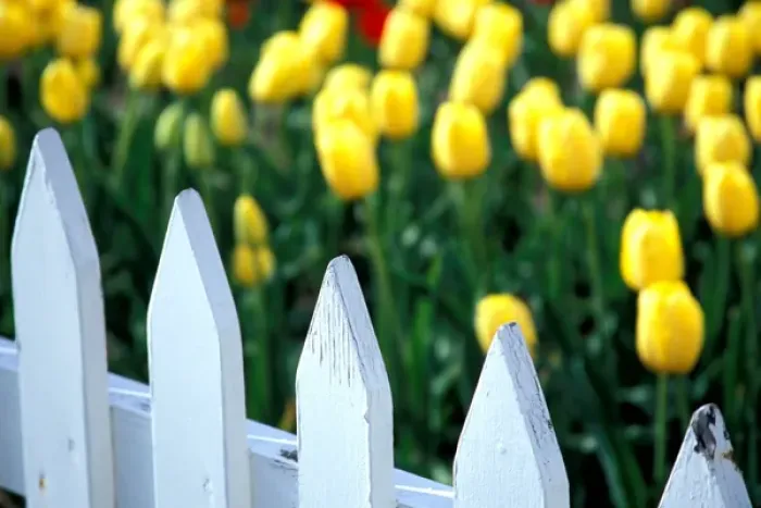 Framed Print : NA, USA, Michigan, Ottowa County, Holland, Golden Apeldoorn tulips behind white picket