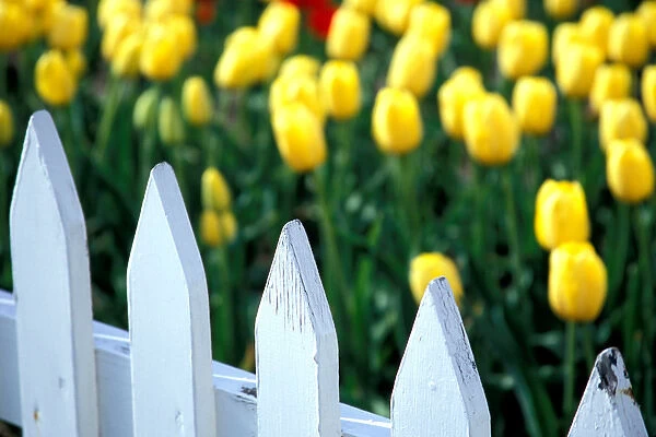 NA, USA, Michigan, Ottowa County, Holland, Golden Apeldoorn tulips behind white picket