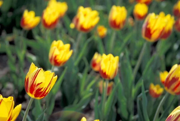 NA, USA, Michigan, Ottowa County, Holland, backlit La Courtine tulips