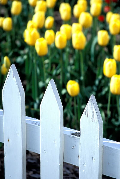 NA, USA, Michigan, Ottowa County, Holland, Golden Apeldorn tulips behind white picket