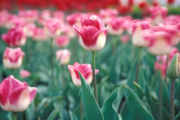 NA, USA, Michigan, Ottowa County, Holland, Rosario tulips