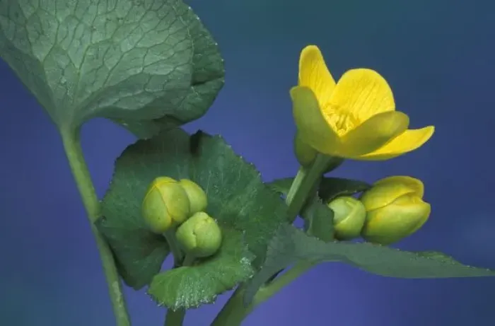 Framed Print : NA, USA, Michigan, Rochester Hills. Marsh marigold blossoms and buds (Caltha palustris) Framed Print : NA, USA, Michigan, Rochester Hills. Marsh marigold blossoms and buds (Caltha palustris)
