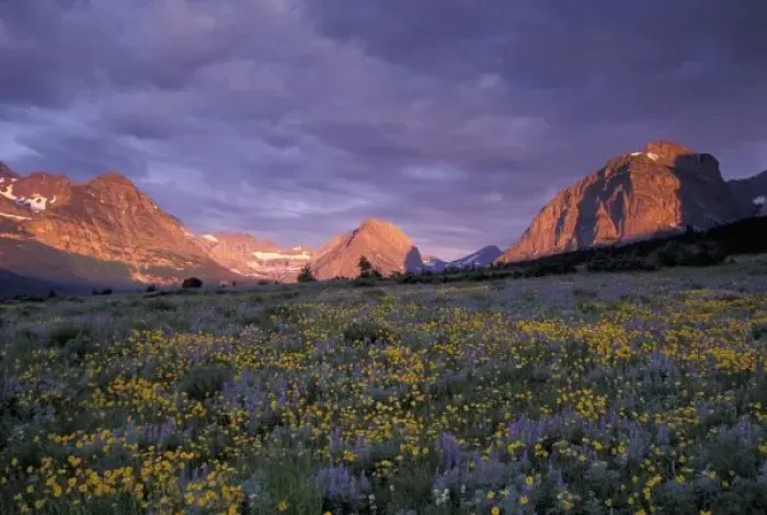 Framed Print : NA, USA, Montana, Glacier NP, Lupine, arnica, many glaciers at sunrise Framed Print : NA, USA, Montana, Glacier NP, Lupine, arnica, many glaciers at sunrise