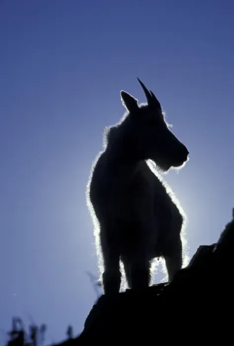 Framed Print : NA, USA, Montana, Glacier NP Silhouetted mountain goat (Oreamnos americanus) Framed Print : NA, USA, Montana, Glacier NP Silhouetted mountain goat (Oreamnos americanus)