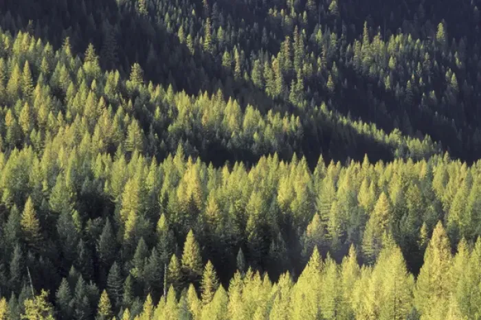Framed Print : NA, USA, Montana Larch forest in Glacier NP