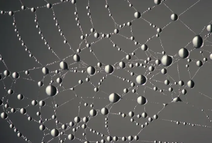 Framed Print : NA, USA, Montana. National Bison Range. Spider web and dew drops Framed Print : NA, USA, Montana. National Bison Range. Spider web and dew drops