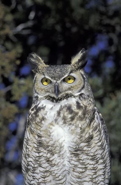 NA, USA, New Mexico, Wildlife West Nature Park Great Horned owl (Bubo virginianus)