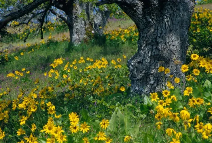 Framed Print : NA, USA, Oregon. Arrowleaf balsamroot and oak trees Framed Print : NA, USA, Oregon. Arrowleaf balsamroot and oak trees