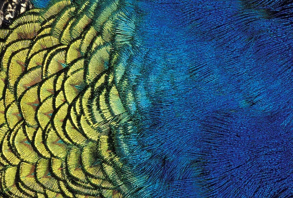 NA, USA, Oregon, Ashland Peacock feather pattern