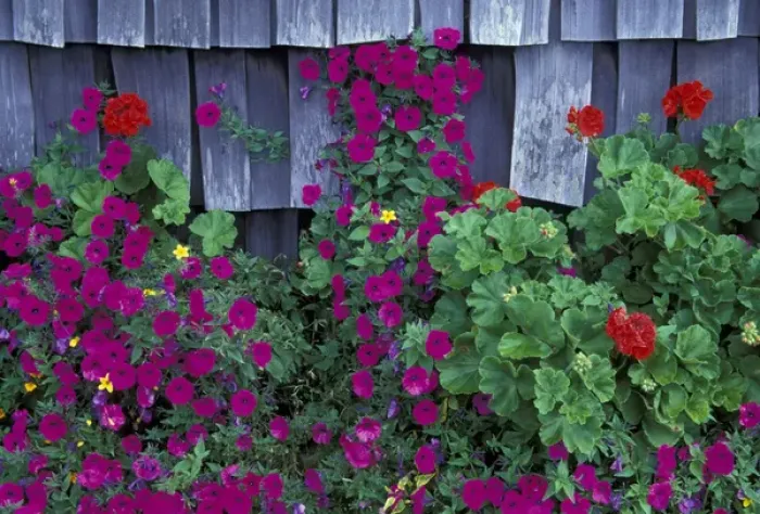 Framed Print : NA, USA, Oregon, Canon Beach Purple wave petunia and shack siding Framed Print : NA, USA, Oregon, Canon Beach Purple wave petunia and shack siding