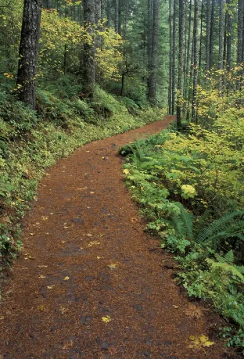 Framed Print : NA, USA, Oregon, Columbia Gorge Path along Eagle Creek Framed Print : NA, USA, Oregon, Columbia Gorge Path along Eagle Creek