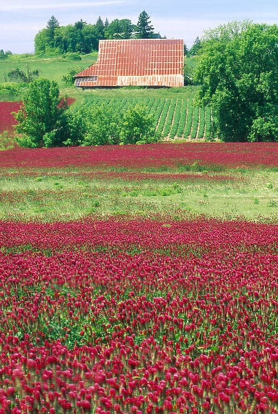 NA, USA, Oregon. Field of crimson clover and barn near Wilsonville