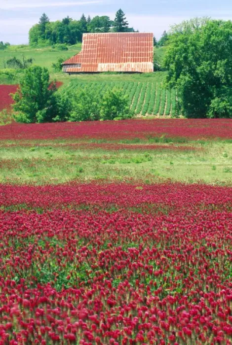 Framed Print : NA, USA, Oregon. Field of crimson clover and barn near Wilsonville Framed Print : NA, USA, Oregon. Field of crimson clover and barn near Wilsonville