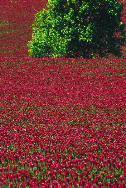 NA, USA, Oregon. Field of crimson clover near Wilsonville