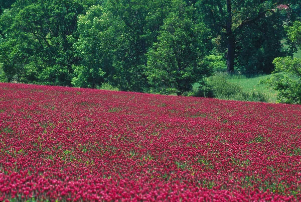 NA, USA, Oregon. Field of crimson clover near Wilsonville