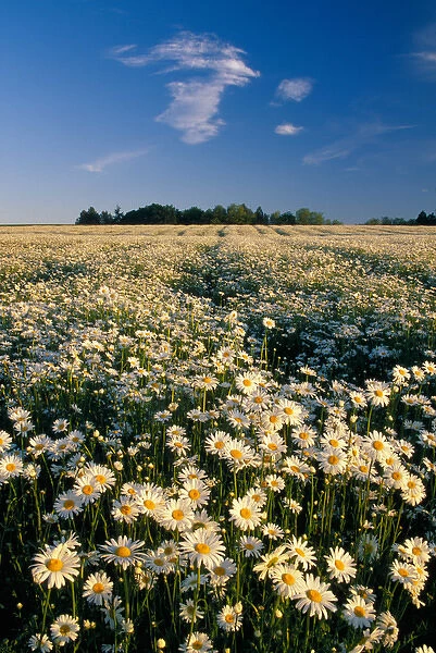 NA, USA, Oregon. Field of daisies in evening light
