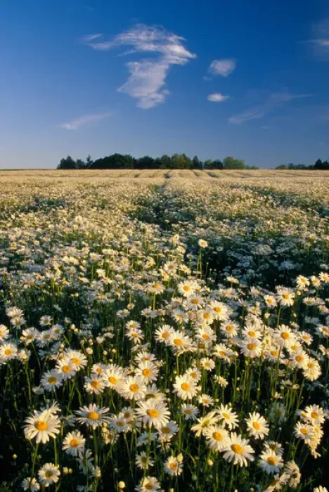 Framed Print : NA, USA, Oregon. Field of daisies in evening light