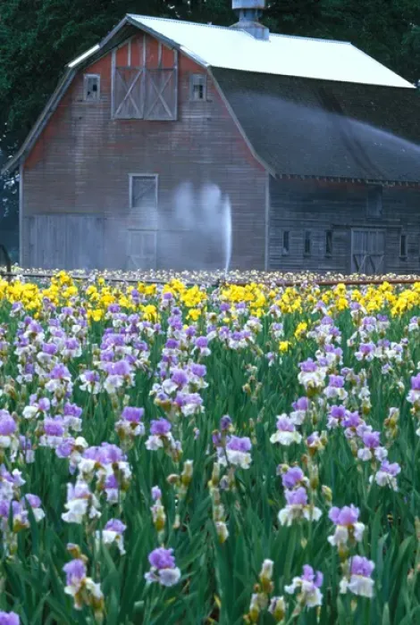 Framed Print : NA, USA, Oregon. Field of iris with barn Framed Print : NA, USA, Oregon. Field of iris with barn