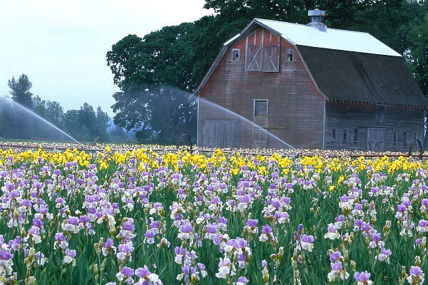 NA, USA, Oregon. Field of iris with barn