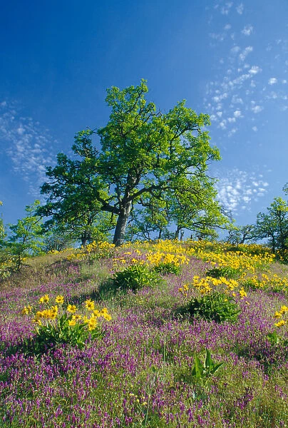 NA, USA, Oregon. Hillside of arrowleaf balsamroot and purple vetch with oak tree