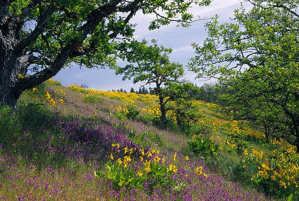 NA, USA, Oregon. Hillside of arrowleaf balsamroot and purple vetch